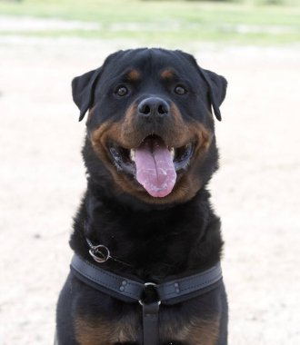 Genç Rottweiler doğada güvenlik eğitimi alıyor.