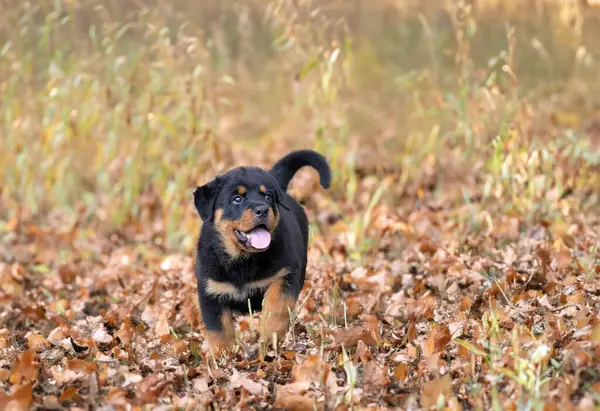 Puppy Rottweiler Running Nature Summer — Stock Photo, Image