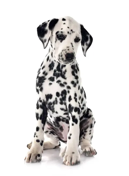 Puppy Dalmatian Front White Background — Stock Photo, Image