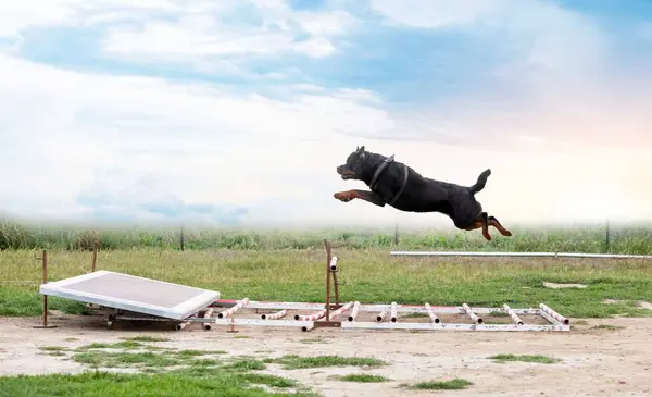 Młody Rottweiler Szkolenia Przyrodzie Dla Bezpieczeństwa Zdjęcia Stockowe bez tantiem