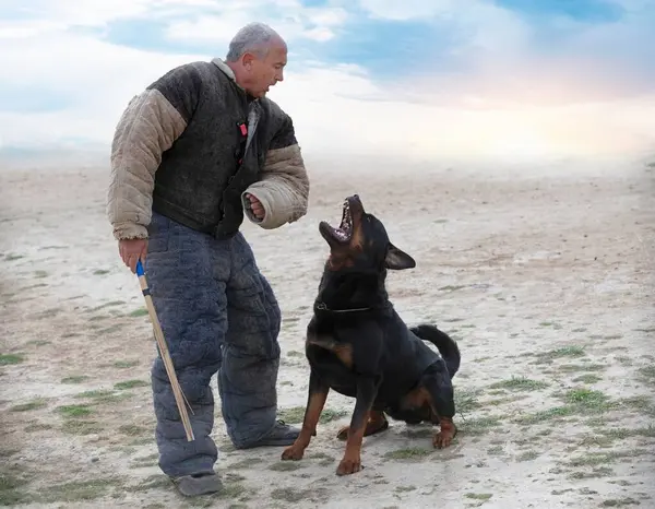 Εκπαίδευση Νέων Rottweiler Στη Φύση Για Την Ασφάλεια Εικόνα Αρχείου