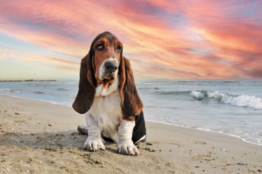 Basset köpeği yazın sahilde kalıyor.