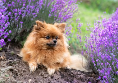 Pomeranian 'ın doğadaki resmi, ilkbaharda