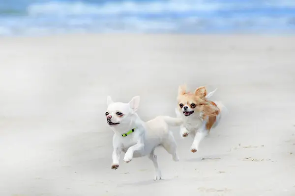 Chihuahuas Lopen Het Strand Het Voorjaar — Stockfoto
