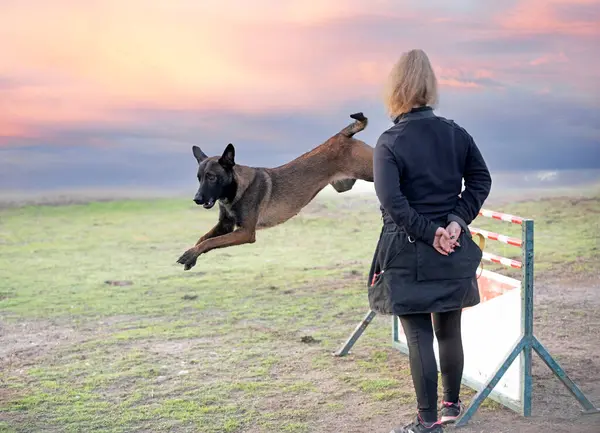 Genç Belçikalı çoban köpeği doğada güvenlik eğitimi alıyor.