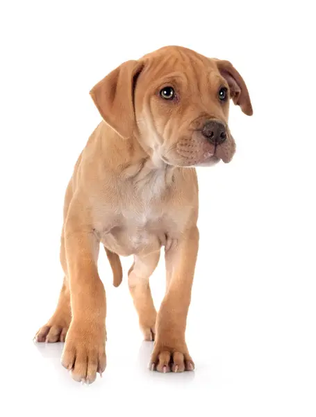 Köpek Yavrusu Amerikan Pitbull Terrier Chihuahuain Beyaz Arka Plan Önünde — Stok fotoğraf