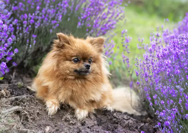 Picture Pomeranian Nature Spring Stock Photo