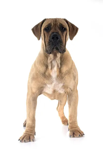 Rare Breed South African Boerboel Posing Front White Background Royalty Free Stock Photos