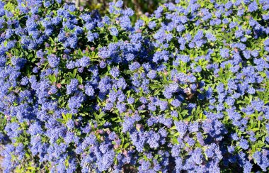 Bahçedeki bir Ceanothus ağaçlarının resmi.