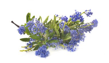 Beyaz arkaplan önünde Ceanothus thyrsiflorus