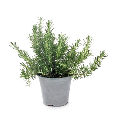 Beyaz arka plan önünde rosmarinus officinalis