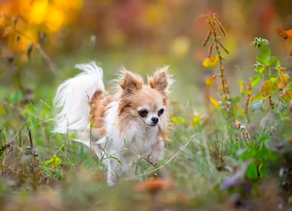 Lille Chihuahua Går Fri Naturen stockfoto