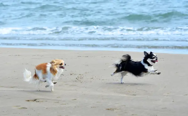 Chihuahuas Correndo Praia Primavera Fotos De Bancos De Imagens Sem Royalties