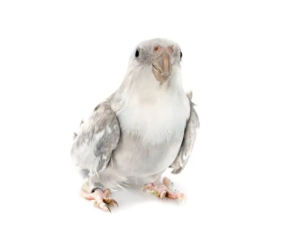 Female Gray Cockatiel Front White Background Stock Picture