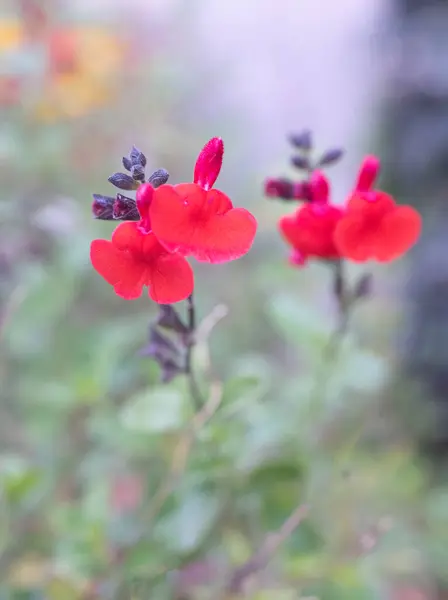 庭でサルビアのマイクロフィラの花 ストック画像