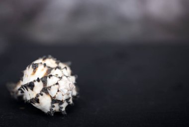 deniz kabuklularıyla dolu uzay metni ile karanlık sayfa