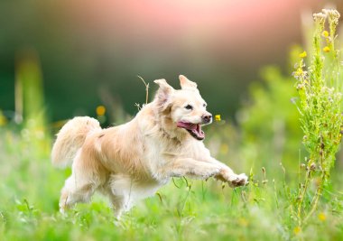 Golden Retriever ile itaat disiplini için köpek eğitimi.