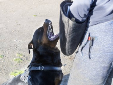 Genç Rottweiler doğada güvenlik eğitimi alıyor.