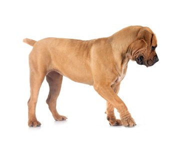 Beyaz arka planda poz veren nadir Güney Afrika boerboel cinsi