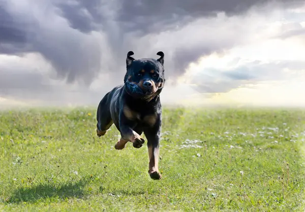 Dog Training Obedience Discipline Rottweiler — Stock Photo, Image