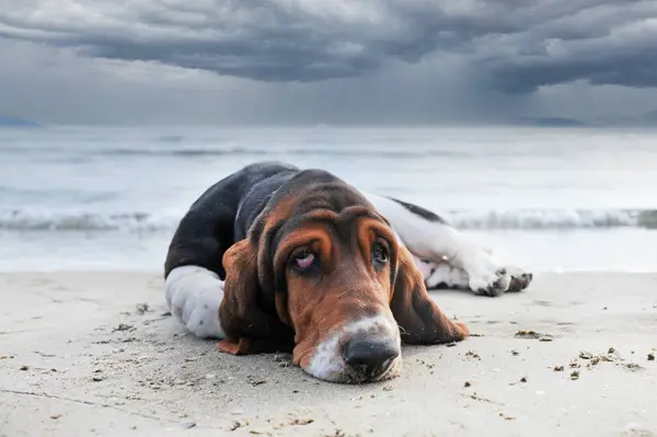 Basset Hunden Bor Stranden Sommeren stockbilde