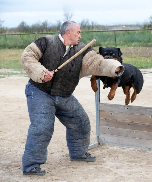 Muda Rottweiler Pelatihan Untuk Perlindungan Olahraga Dan Polisi Stok Foto