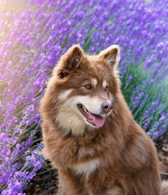 Doğada yürüyen kahverengi Fince Lapphund