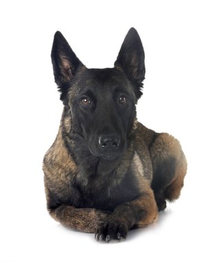 Beyaz arka planda genç Belçikalı çoban