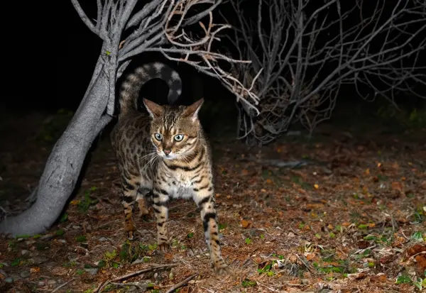 Pisică Ciudată Plimbându Într Pădure Noapte Fotografie de stoc