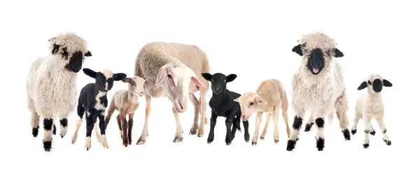 Grupa Owiec Przed Białym Tle Obraz Stockowy