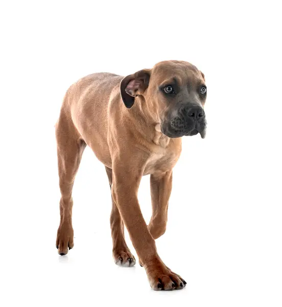 Puppy Italian Mastiff Front White Background Royalty Free Stock Images