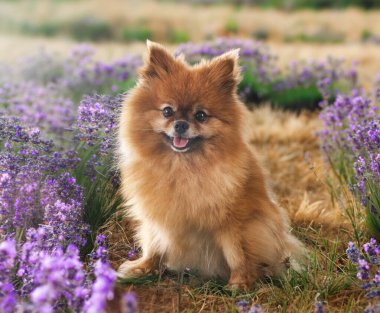 Genç Pomeranian doğanın önünde