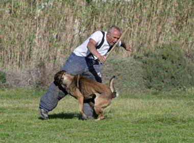 Genç Belçikalı çoban köpeği doğada güvenlik eğitimi alıyor.