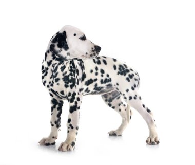 Yavru Dalmaçyalı beyaz arkaplan önünde