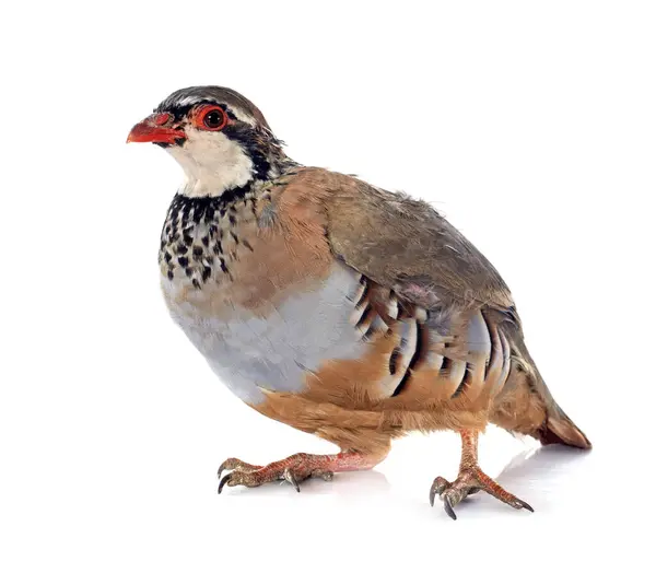 Red Legged French Partridge Alectoris Rufa Front White Background Royalty Free Stock Photos