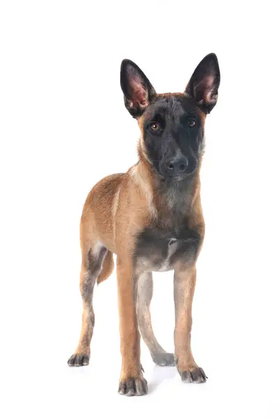 Puppy Belgian Shepherd Front White Background Stock Picture