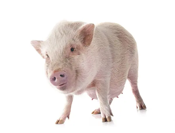 Pink Miniature Pig Front White Background Stock Image