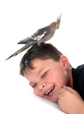 Genç Cockatiel beyaz arkaplan önünde bir çocuk üzerinde