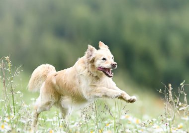 Golden Retriever ile itaat disiplini için köpek eğitimi.