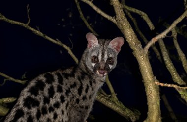 Siyah arkaplan önünde ortak genet