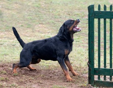 Genç Rottweiler koruma sporu ve polis eğitimi alıyor.