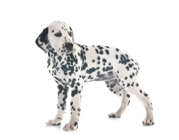 Cachorrinho Dalmatian Frente Fundo Branco Imagem De Stock