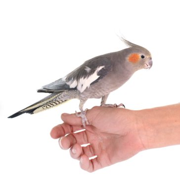 Beyaz arka plan önünde genç petsupplies