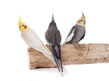 Beyaz arka plan önünde genç petsupplies