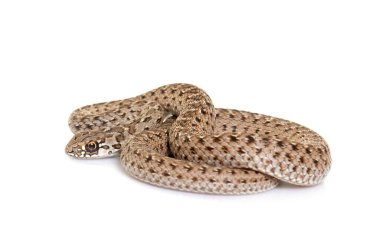 Montpellier yılanı beyaz arkaplan önünde