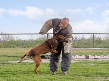 Genç Belçikalı çoban köpeği doğada güvenlik eğitimi alıyor.