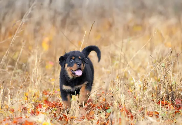 Cucciolo Rottweiler Esecuzione Nella Natura Estate Fotografia Stock