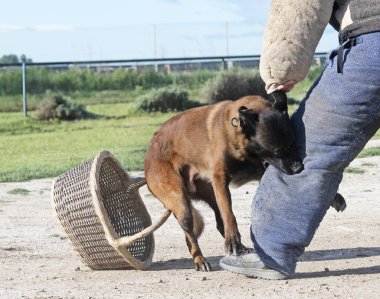 Genç Belçikalı çoban köpeği doğada güvenlik eğitimi alıyor.