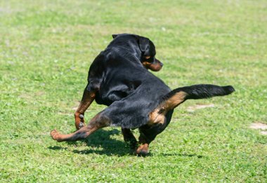 Bir Rottweiler ile itaat disiplini için köpek eğitimi.