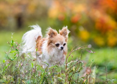 Küçük chihuahua doğada özgürce dolaşıyor.